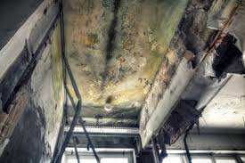 Best Mold Damage Restoration  in Wellington, UT